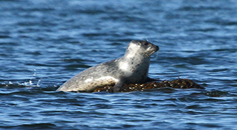 Seal Tours & Nature Cruises with Save The Bay